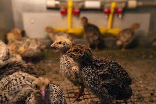 About Indiana Poultries