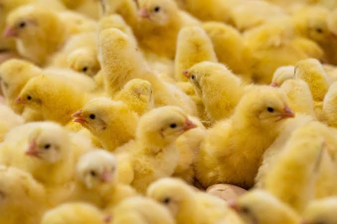 Day-Old Chicks