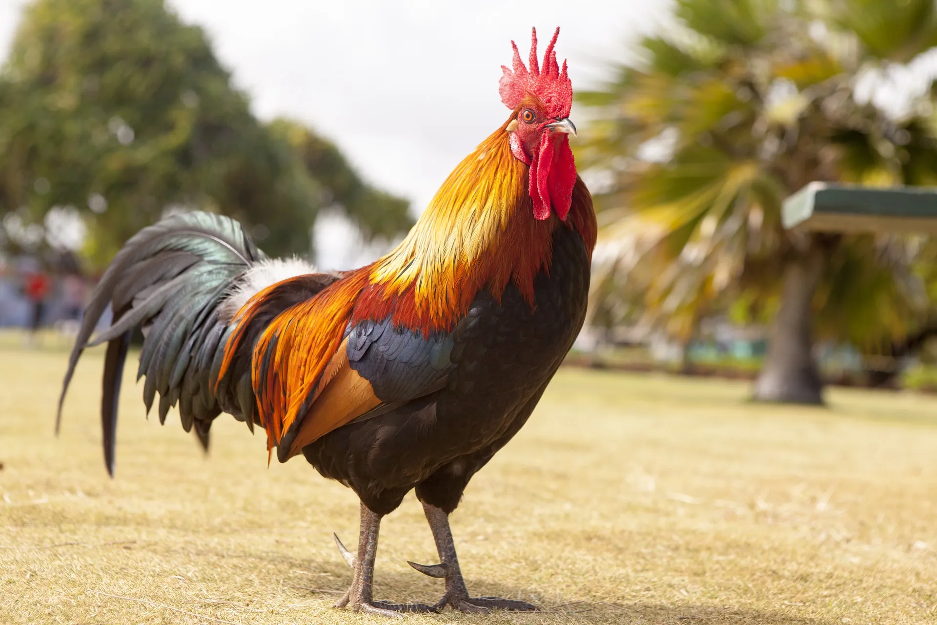 Desi Chicken