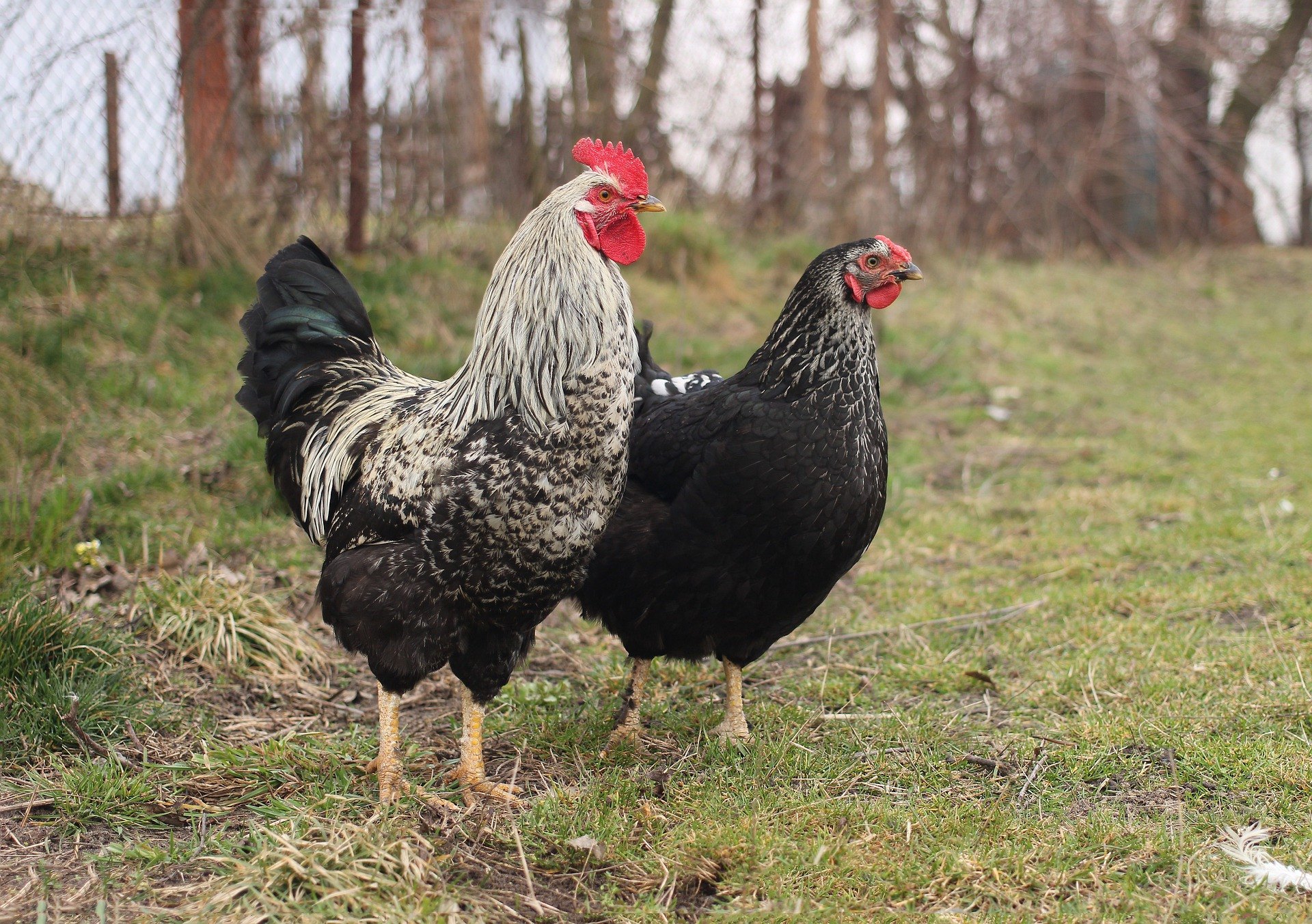 Desi Rooster