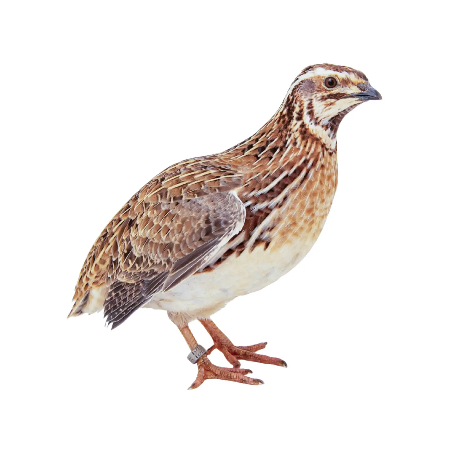Quail Birds
