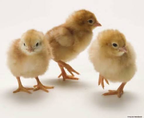 Day-Old Chicks