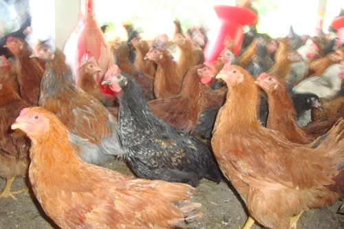 Desi Rooster Supply