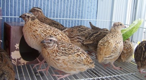 Quail Bird Supply
