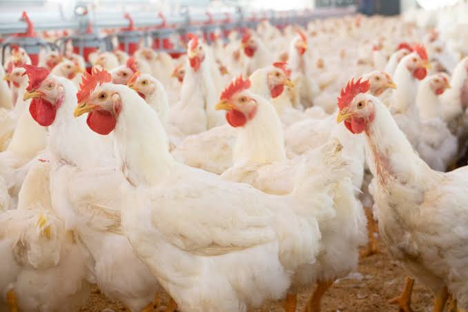 Poultry Bird Supply