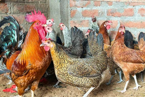 Desi Chicken Supply